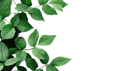 Green leaves  isolated on transparent and white background.PNG image