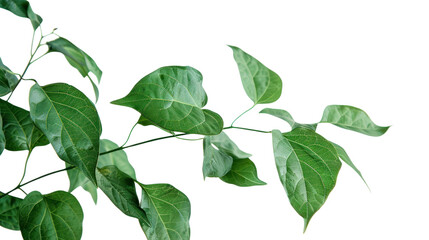 Obraz premium Green leaves isolated on transparent and white background.PNG image