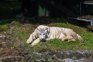 White big tiger of Panthera tigris bengalensis in the zoo