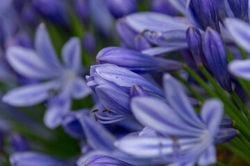 purple crocus flowers in spring
