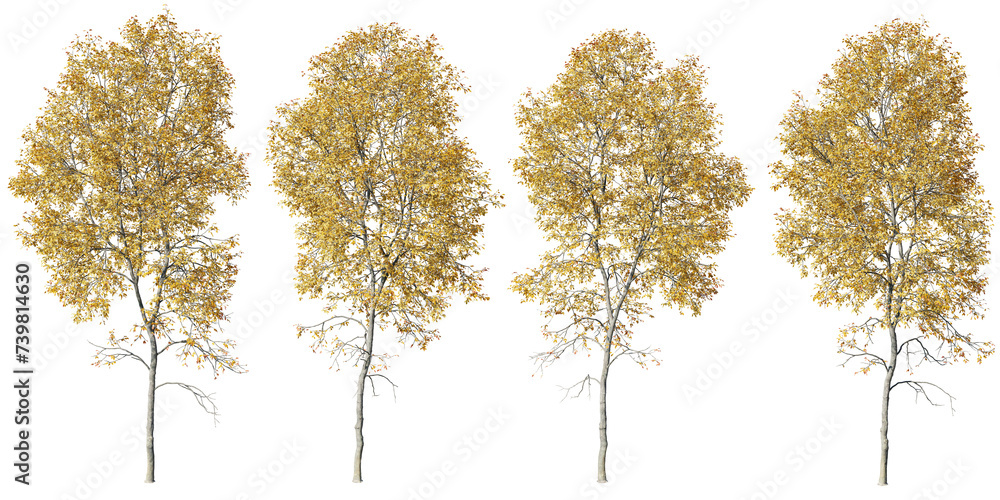 Poster isolated trees gardening,ash tree on transparent background.3d rendering png