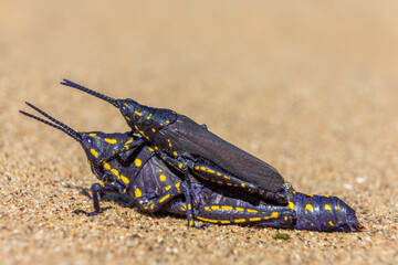 Acridium vittatum, Poiklocerus bufonius vittatus  

