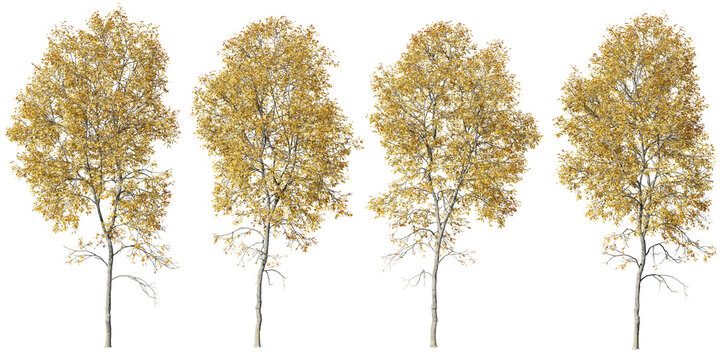 Isolated trees gardening,Ash tree on transparent background.3d rendering PNG