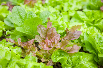 Lettuce plants growing in a garden, UK
