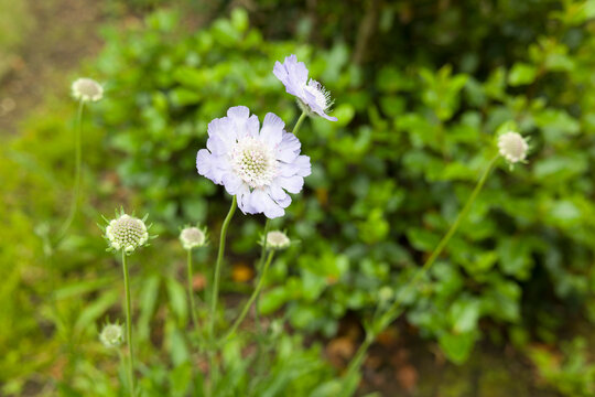 Scabiosa caucasica Clive Greaves flowers in a UK garden