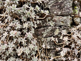 ボタニカルな背景、レンガに這う植物