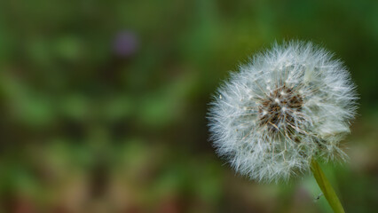 Dandelion, 蒲公英, Diente de león, टैरेक्सकम, Pissenlit, هندباء, Одуванчик. Dandelion Close-Up, Dandelion in Seed Stage, Sunny Day Dandelion, Dandelion Seeds in Nature. Spring. Summer. Autumn. Background