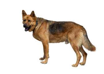 German Shepherd isolated on white background