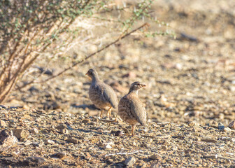 Sand Partridge, Ammoperdix heyi 

