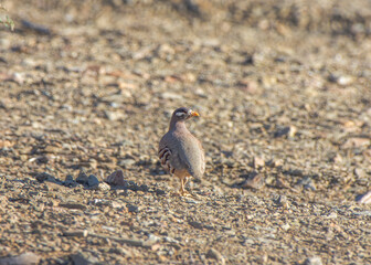 Sand Partridge, Ammoperdix heyi 


