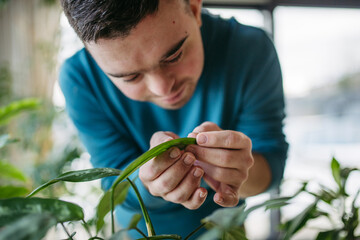 Young man with Down syndrome taking care of indoor plant, touching, snuggling plant leaf. - obrazy, fototapety, plakaty