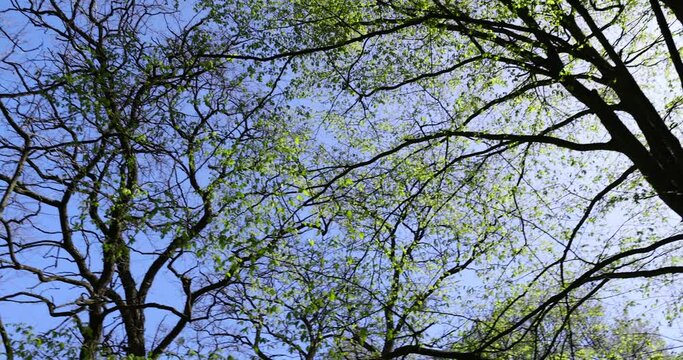 deciduous trees in a mixed forest in the spring season, beautiful young green foliage in the park