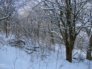 It is pleasant to look at impassable drifts of freshly fallen snow at the foot of trees in the depths of the steppe forest under the rays of a bright frosty sun.