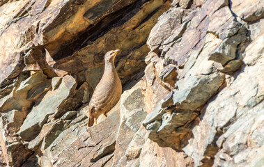 Sand Partridge, Ammoperdix heyi 

