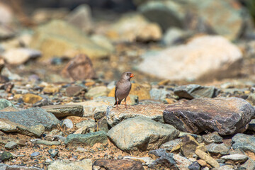 Trumpeter Finch, Bucanetes githagineus

