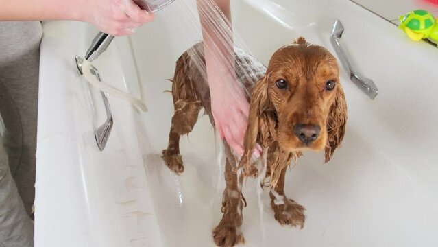 English cocker spaniel dog taking a shower with shampoo, soap and water in a bathtub