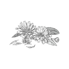 Calendula or marigold flowers, bud with petals engraved vector hand drawn, beautiful blossom daisy, tea organic herb
