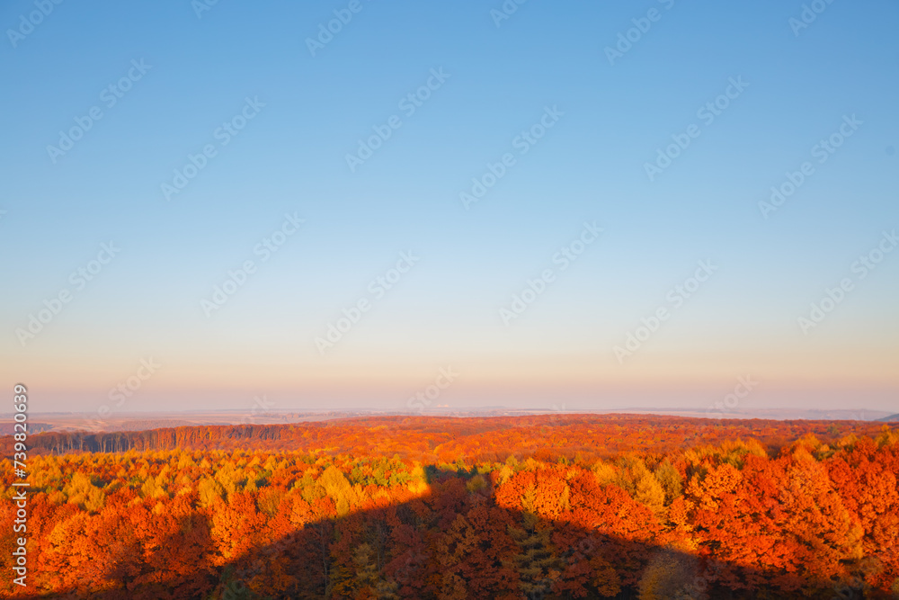 Poster Orange autumn beech forest from a bird's eye view.