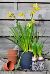 potted of narcissus and Hyacinth with terra cotta flower pot on wooden background