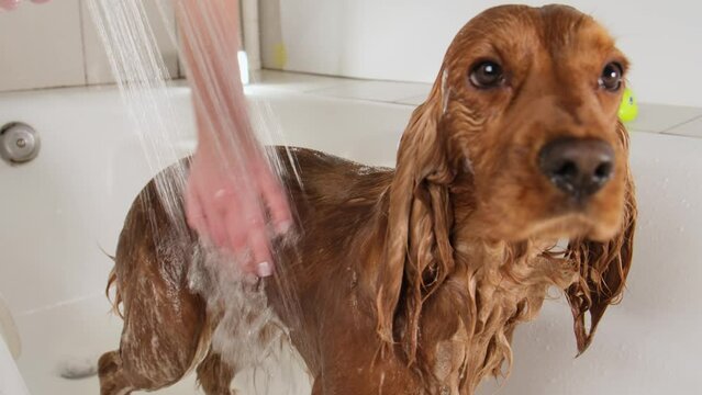 A girl washes her dog in the bathroom. The Groomer bathes a red English Cocker Spaniel. Slow motion, close-up.