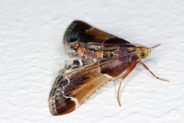 The meal moth or meal snout moth (Pyralis farinalis) a cosmopolitan moth of the family Pyralidae. Caterpillars are pests of stored foods. Female with raised abdomen spraying pheromones.
