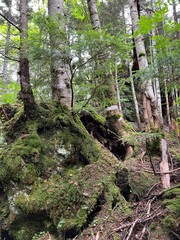 苔が美しい森の景色