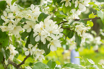 Blooming apple tree in spring time, brunch with white flowers close up, blossom botanical park and garden on sunny day