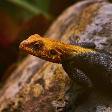 Reunion Island lizard Numibian rock agama (Agama planiceps Peters, 1862) basking on a rock