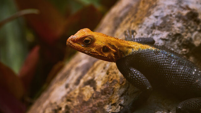 Reunion Island lizard Numibian rock agama (Agama planiceps Peters, 1862) basking on a rock