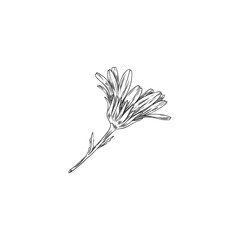 Hand drawn monochrome calendula flower on stem sketch style