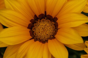 yellow flower in the garden