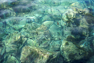 School of small fish in clear blue ocean