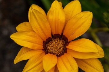 yellow flower in the garden