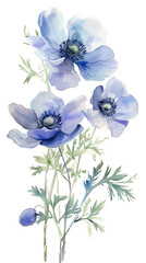 アネモネの水彩画