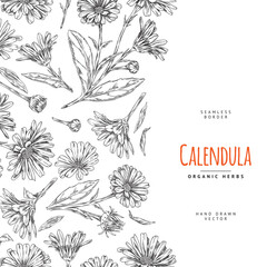 Calendula herb seamless vertical border sketch vector illustration isolated.