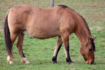 Fototapeta premium Horse grazing on a green meadow