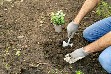 A man is crouched in the soil with a shovel, planting a terrestrial plant in a flowerpot. He is...