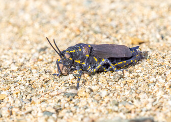 Acridium vittatum, Poiklocerus bufonius vittatus  

