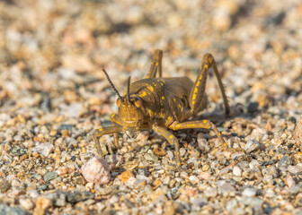Acridium vittatum, Poiklocerus bufonius vittatus  

