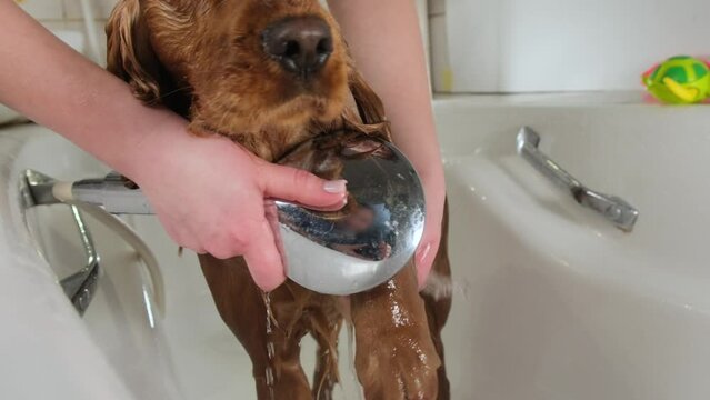 A girl washes her dog's paw in the bathroom. The Groomer bathes a red English Cocker Spaniel.