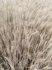ears of wheat
