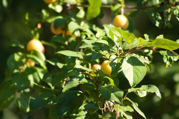 Closeup of cherry plum fruits on branches with selective focus on foreground