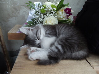 Cute grey and white kitten sleeping on wooden plank. Little striped kitten outdoors. Bunch of...