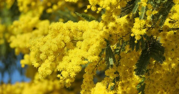 Acacia dealbata, known as silver wattle or mimosa, Provence, France