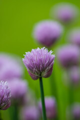 Fototapeta premium Purple flowers of wild onion in the garden in the spring.