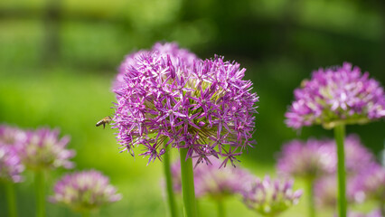 Lilac flowers Allium are on the background of green grass.