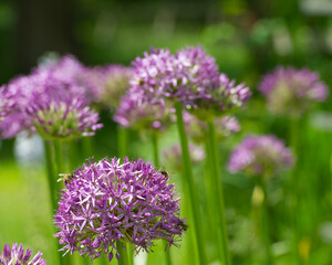 Lilac flowers Allium are on the background of green grass.