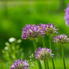 Lilac flowers Allium are on the background of green grass.
