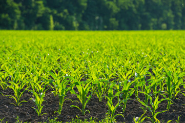 Fototapeta premium Fresh field of green corn sunny day.