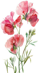 スイートピーの水彩画